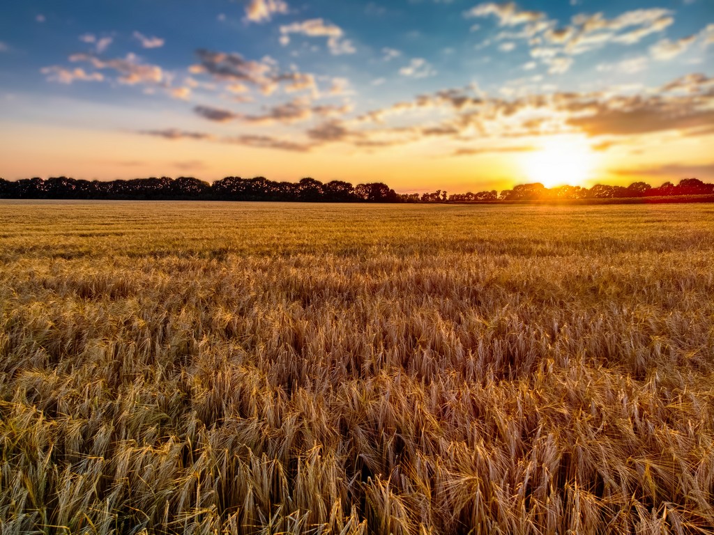 Il CNR partecipa a UniNA4OnFoods: ricerca e innovazione per i sistemi alimentari del futuro